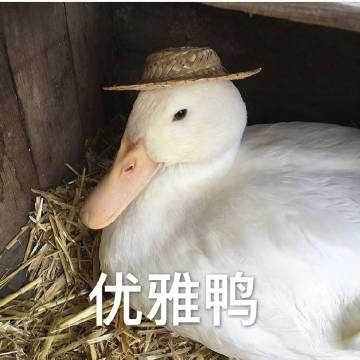 你们有没有鹅子,鸭子的表情包?
