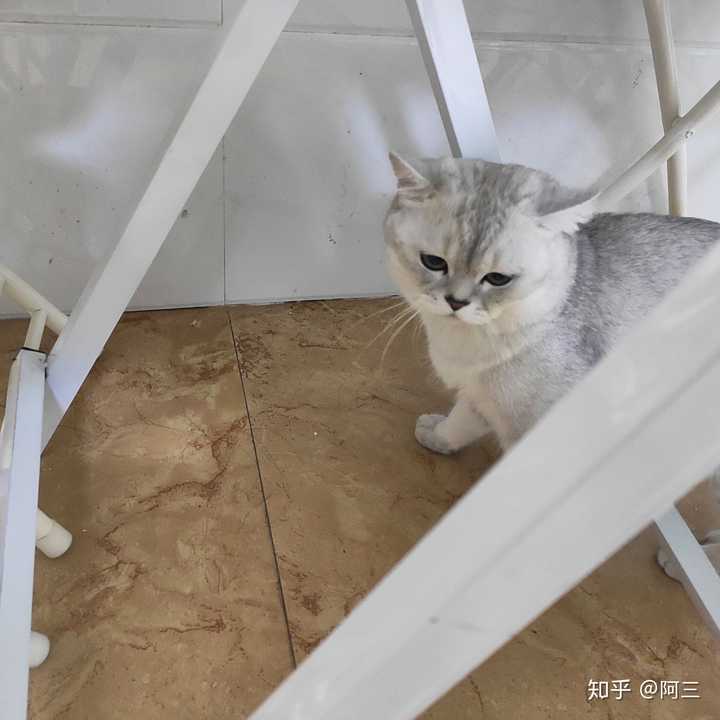 狸花猫和银渐层交配?