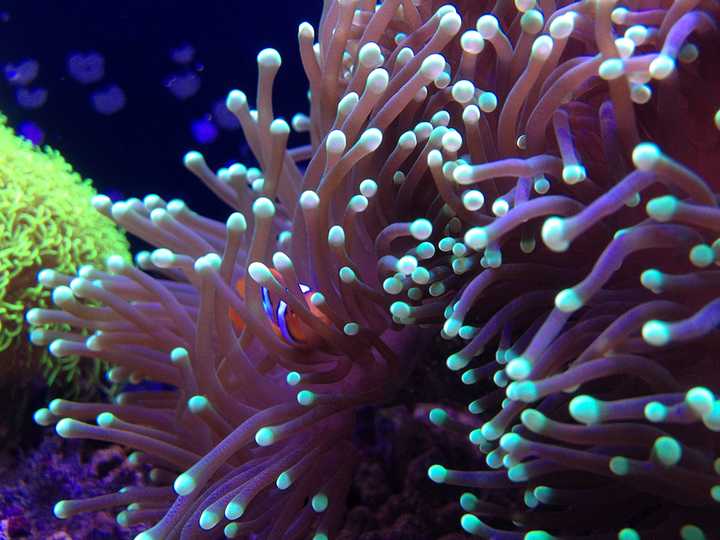 推荐养个海水缸,以下的几种还是非常容易饲养的: 我养的火柴头珊瑚