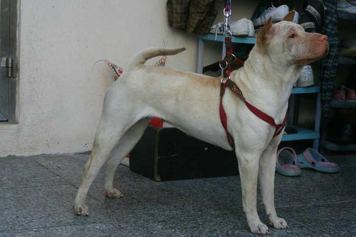 中国本土犬种都有哪些?