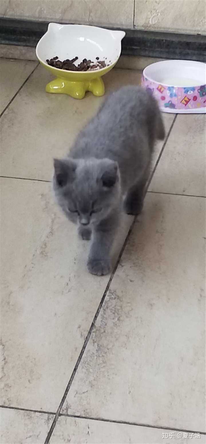 我家的是英短蓝猫吗朋友送的不好意思问纯不纯