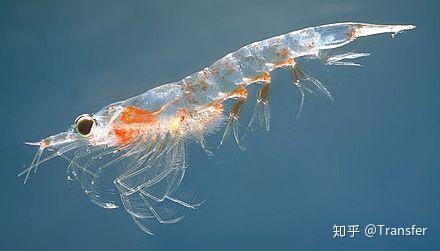 磷虾是一种类似虾的海洋无脊椎动物,有别于传统意义上的虾