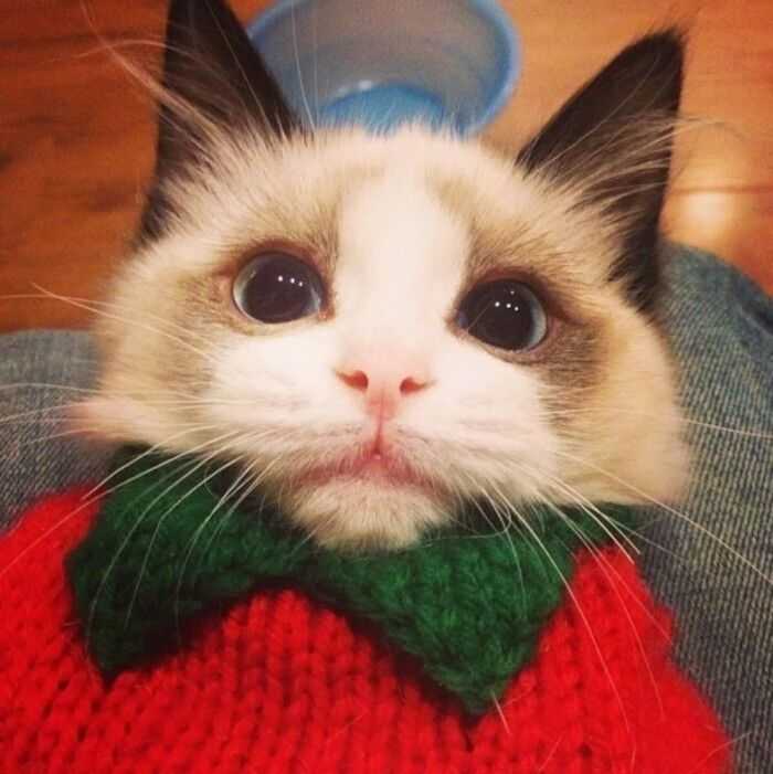 有没有圣诞节的猫咪头像啊?