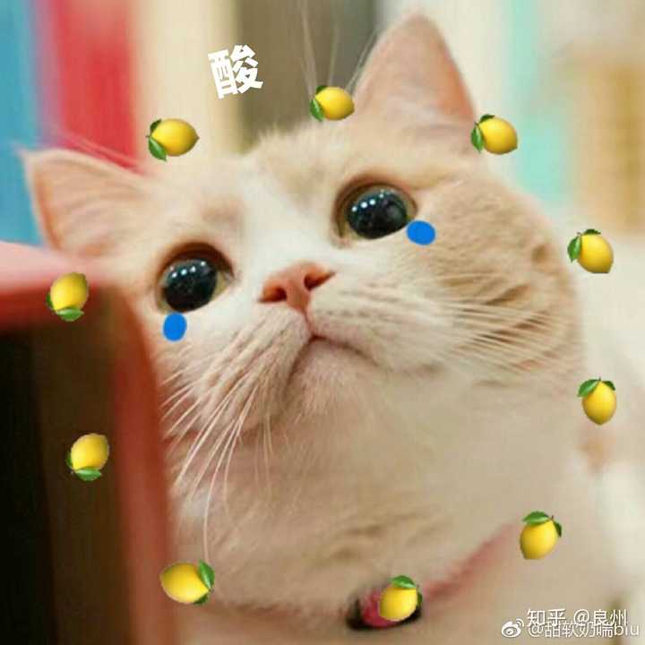 你们有没有珍藏着的猫咪表情包?