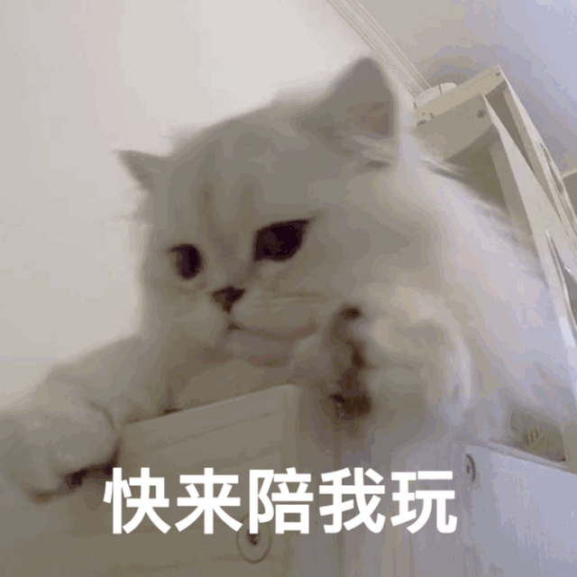 有哪些可爱的表情包?
