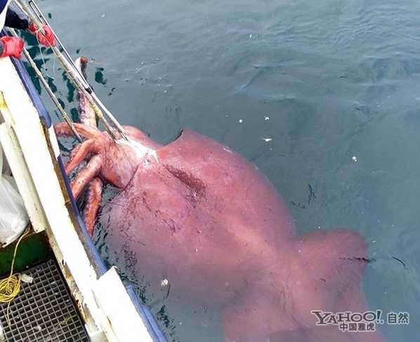海军大战章鱼王