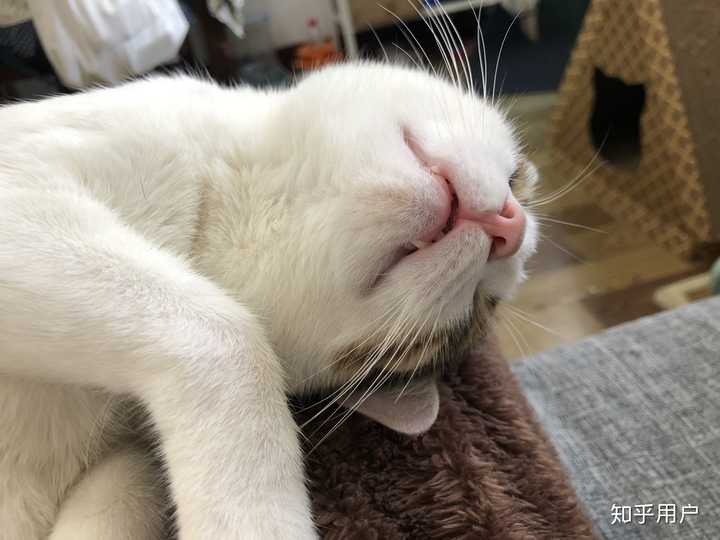 心情不好,可以给我发一些可爱的猫咪图片吗?