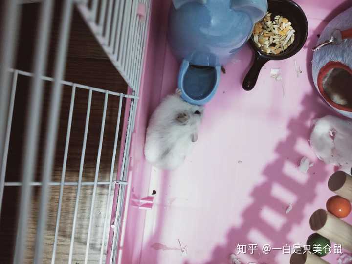 仓鼠的牙齿长了要不要剪?