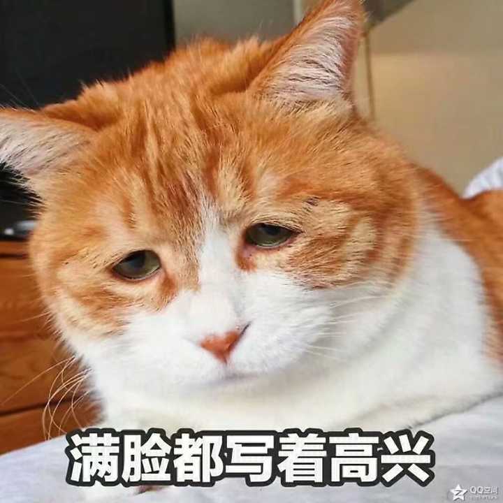 有哪些非常搞笑的动物表情包?