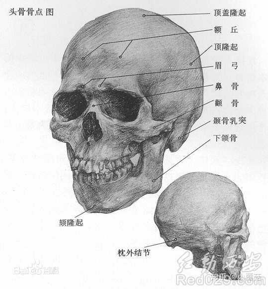 知乎首答献给这个题目吧,我认为,眉骨和眉弓应该是很多人一直忽略的