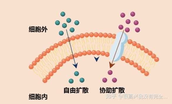 什么是细胞膜的被动转运?