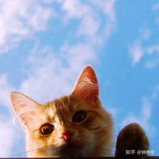 2020年,你准备换怎样的微信头像?