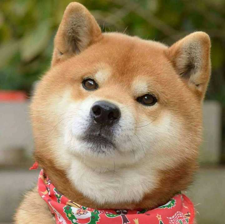 有没有一些既可爱又沙雕的女生头像?