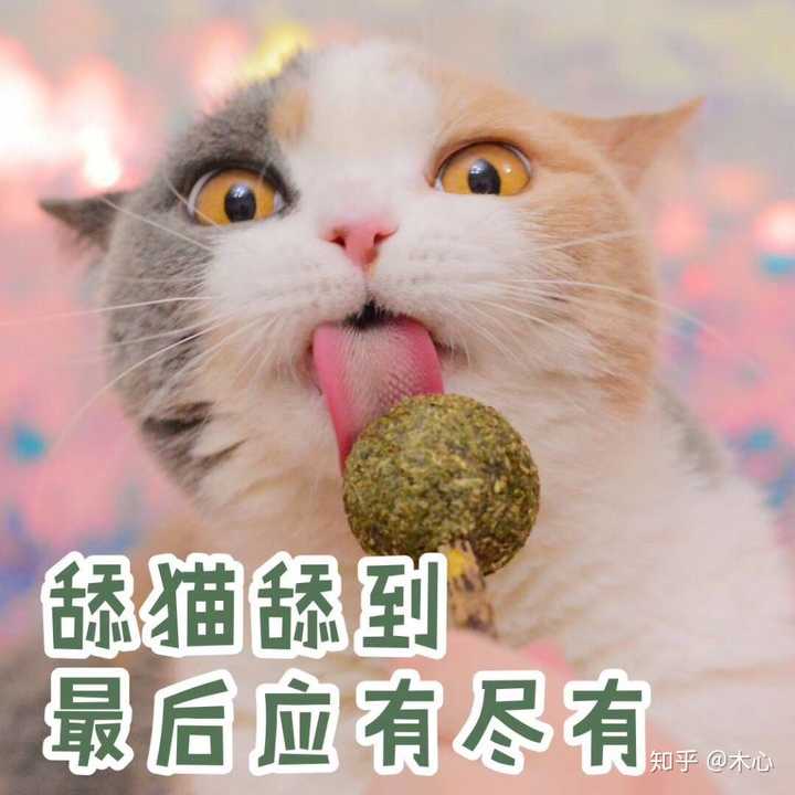 舔狗一无所有,舔猫应有尽有! 最后,嗯,都会有猫的