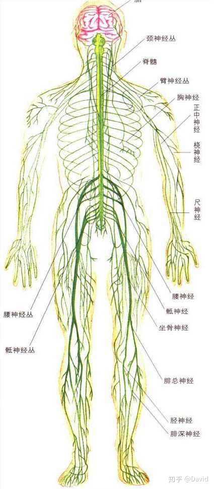 人体有什么冷知识吗?