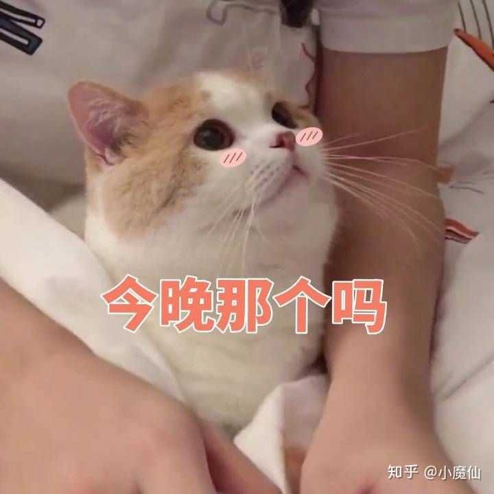 你有哪些关于猫狗的表情包?