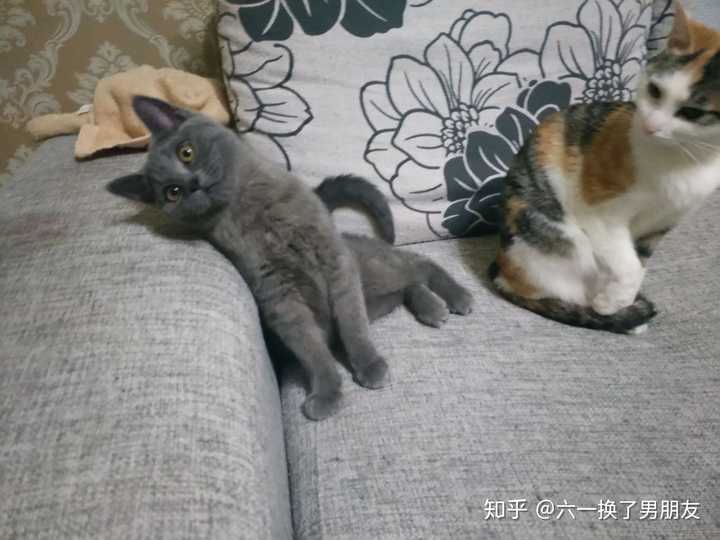 家里有一只蠢猫什么体验?