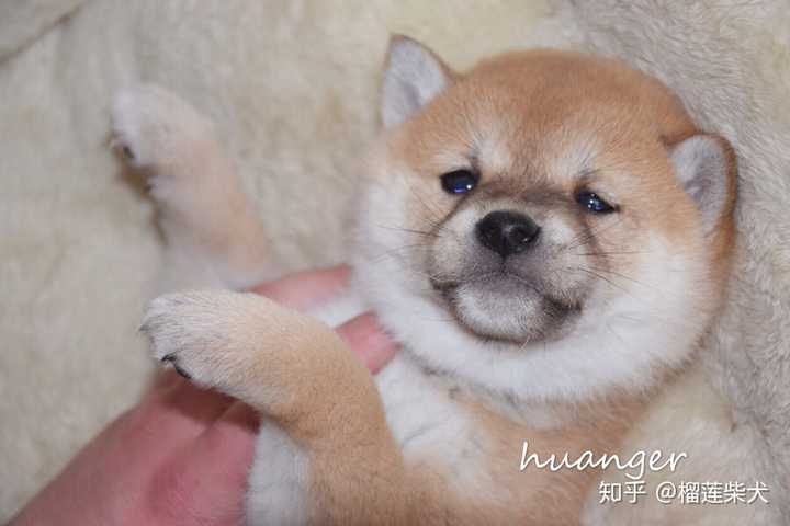 怎么挑选纯种的柴犬?