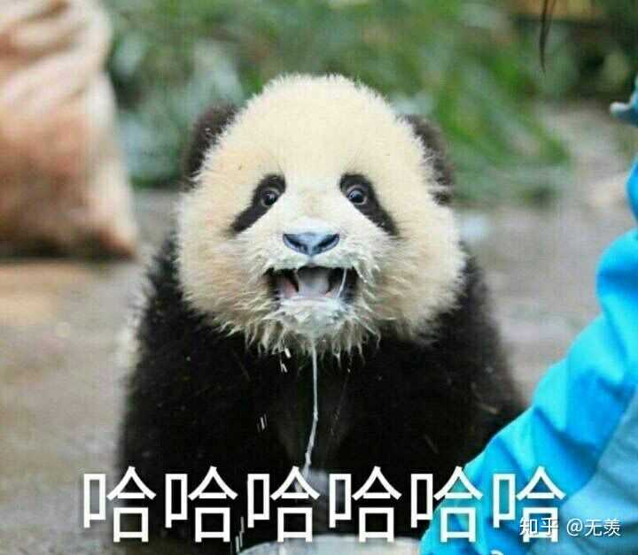 大熊:关爱智障的眼神