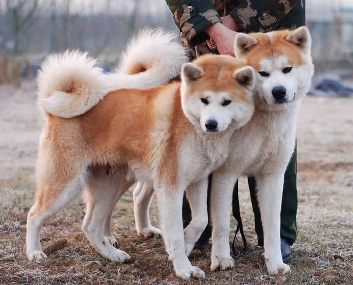 公秋田犬好看还是母秋田犬好看