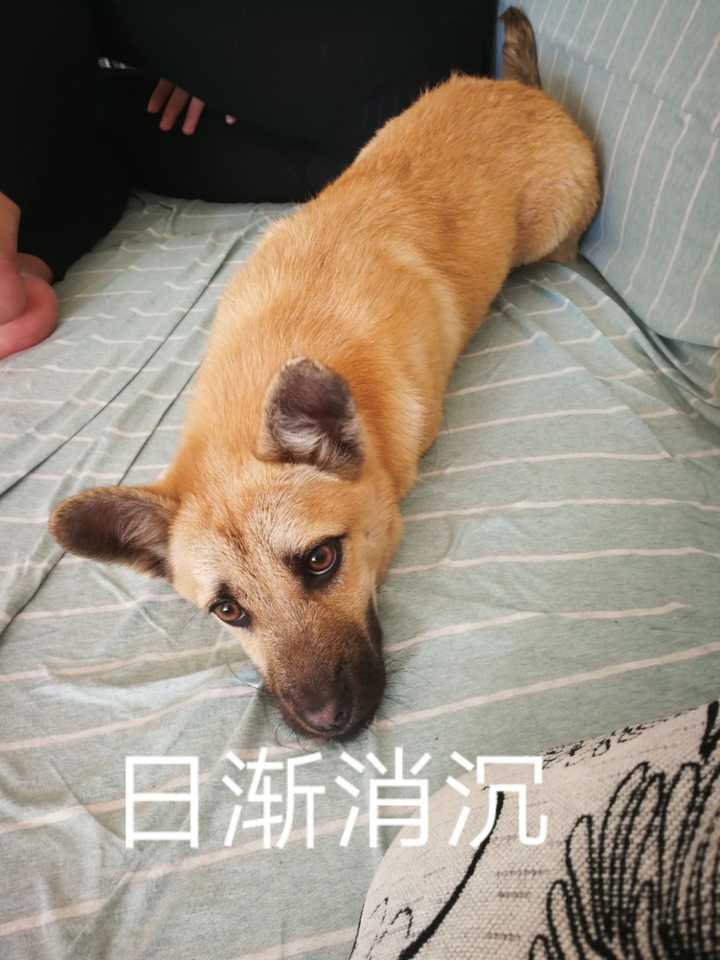 养土狗是一种什么体验?