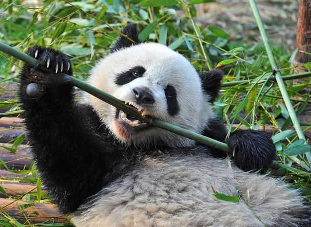 大熊猫能单挑藏獒么?