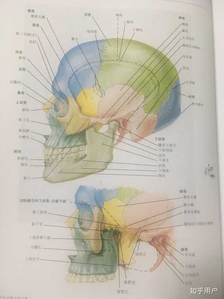 刚开始学系解,学到颅骨那里,感觉有点搞不清蝶骨和筛骨的位置,名词