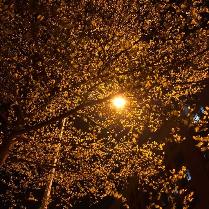 晚上在学校散步的时候拍的,一棵会发光的树