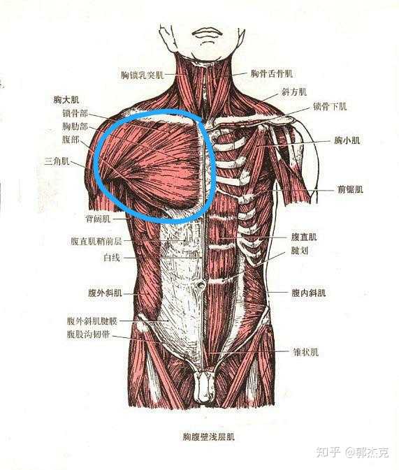 看个图比较好理解. 下图是正面解剖位,蓝圈内就是胸肌.