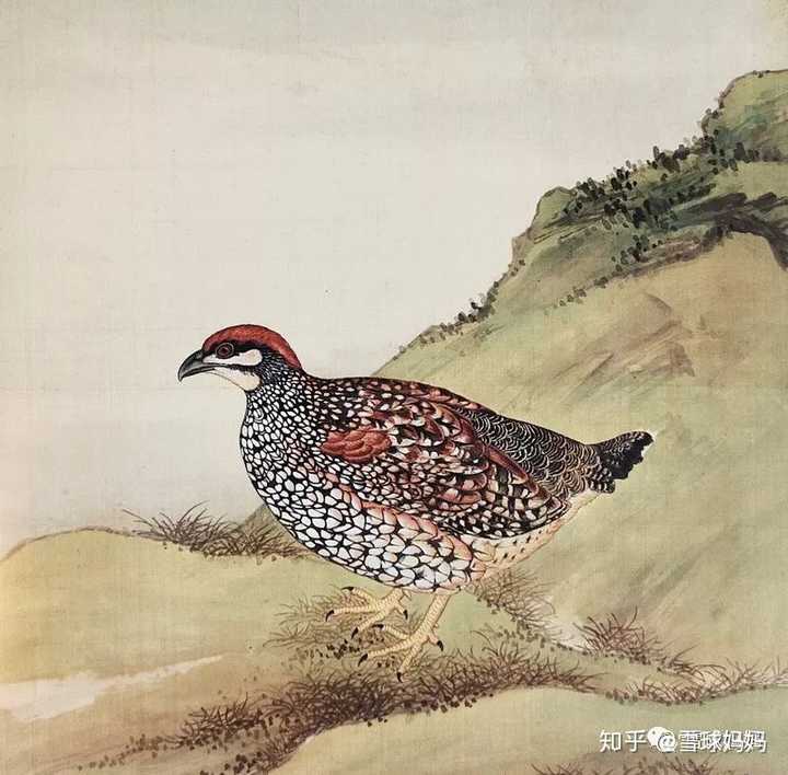 几月就飞几次的鸟——鹧鸪
