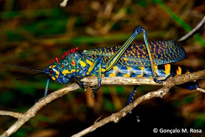 非洲马达加斯加的乳草彩虹蝗虫