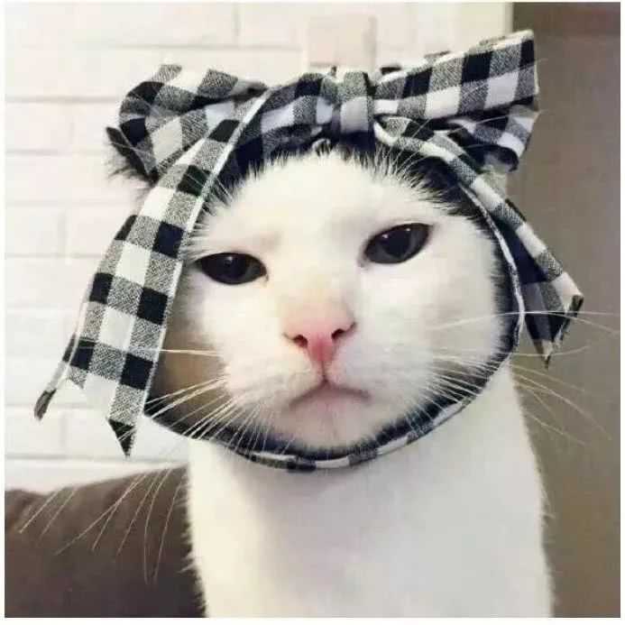有没有比较可爱又有点搞笑的动物头像?最好是猫?
