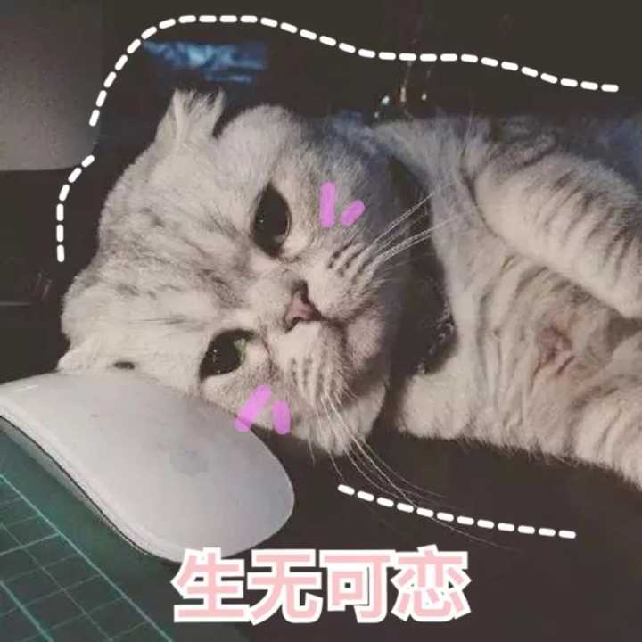 有哪些可爱到哭泣的猫咪图片或者表情包?