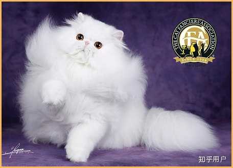 波斯猫特征是什么?