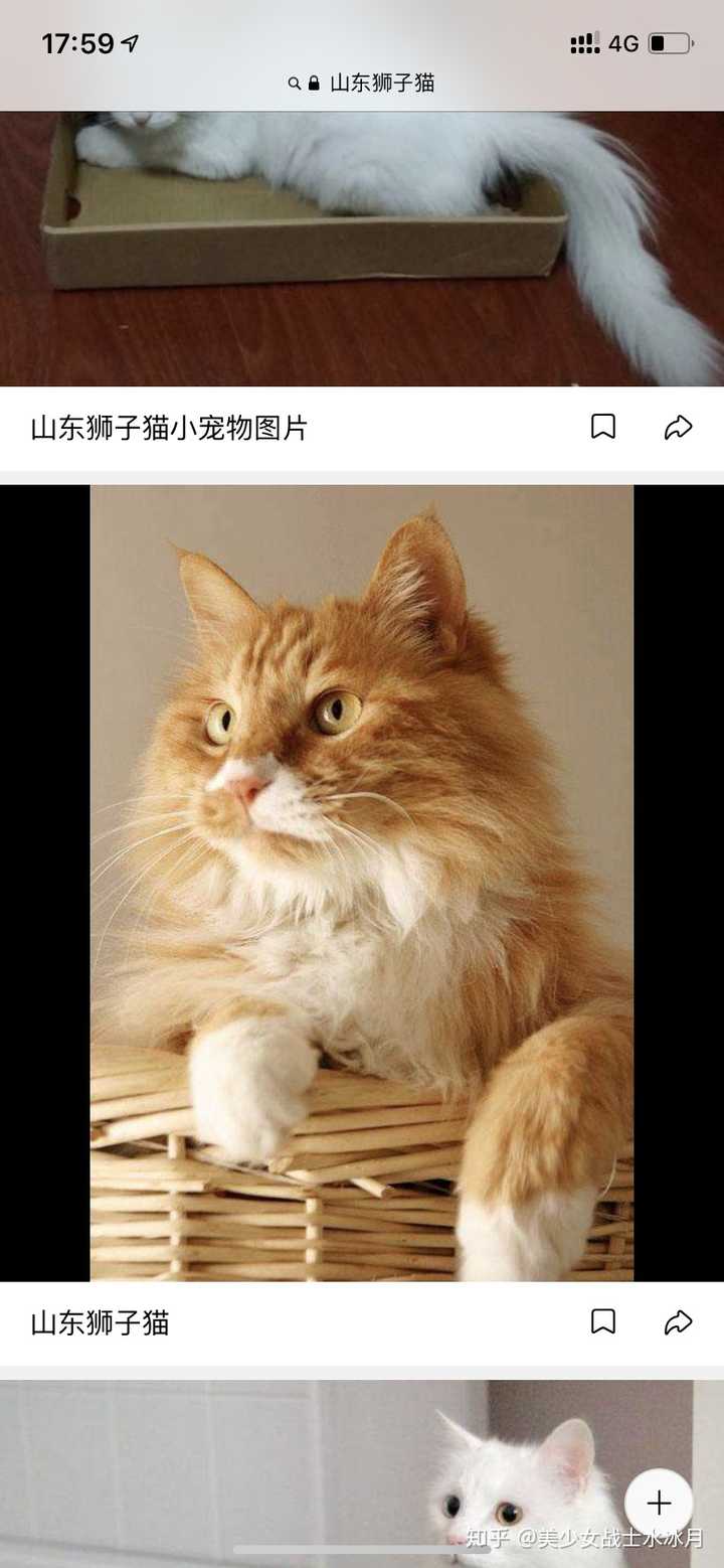 maybe山东狮子猫(橘色)