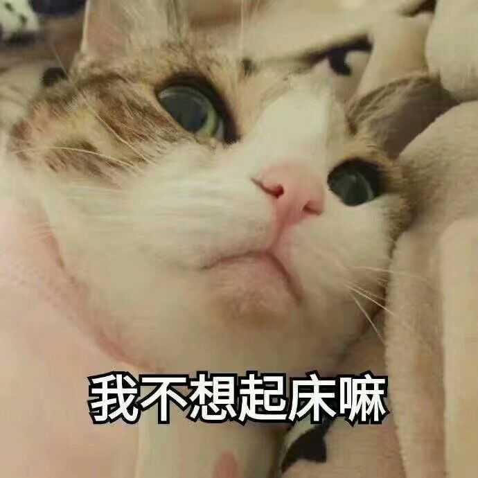 有哪些可爱的表情包?