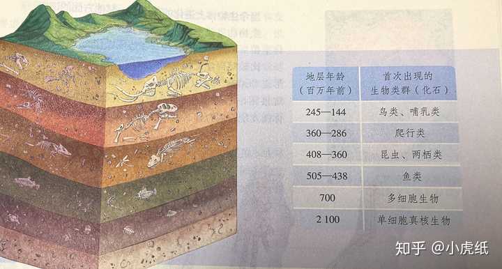 地质与化石,图片源自人教版课本生物必修Ⅱ