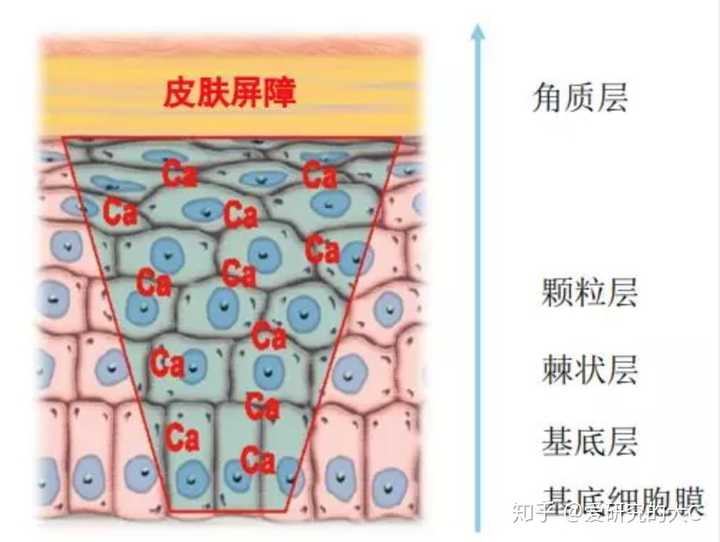 美容师建议我给皮肤补钙,靠不靠谱呀?