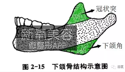 可是,由于咬肌,翼内肌,以及颞肌等的运动结果,形成了下颌角和冠状突