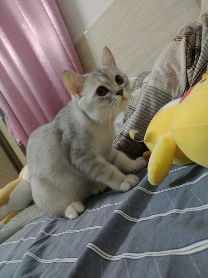 宿舍可以养猫么4个月左右挺淘气的小公猫人在屋里就会安静挺粘人的