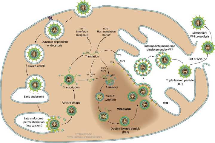 为什么生物没有进化出一种机制来对抗 rna 病毒?