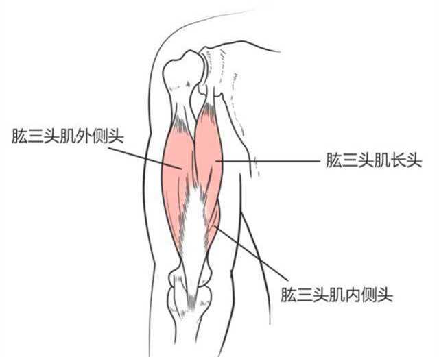 怎么能练出好看的手臂呢?