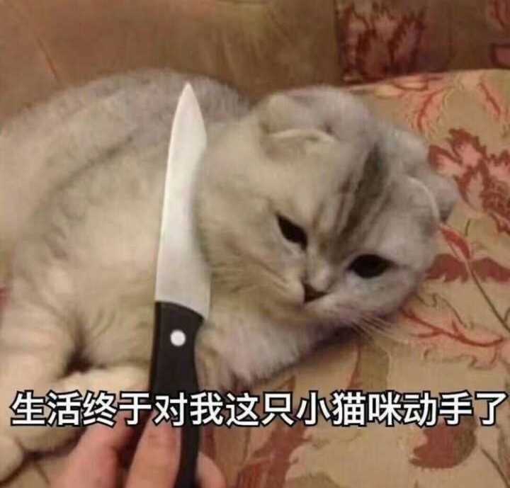 因为可爱到无法抗拒啊  投降 可颓废 啊 猫咪真是太可爱了  ()