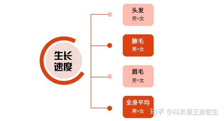 为什么同样是身体毛发,其他部位到一定长度就停止生长了,头发却会一直