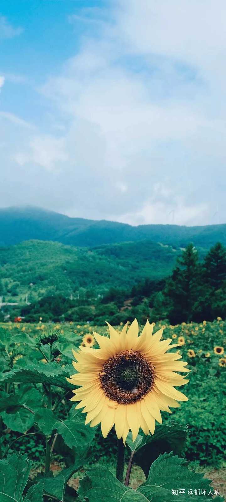 可以给我一张超级阳光温暖的壁纸吗?