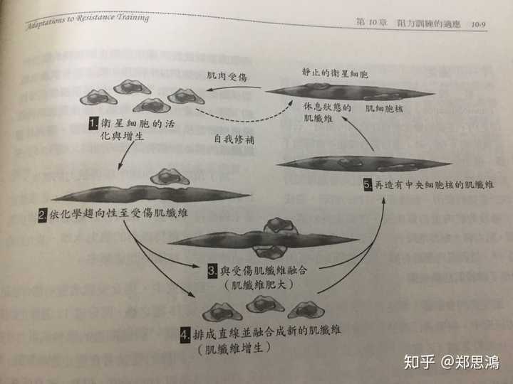 卫星细胞因肌肉受伤而活化,依化学向性至受伤的肌纤维