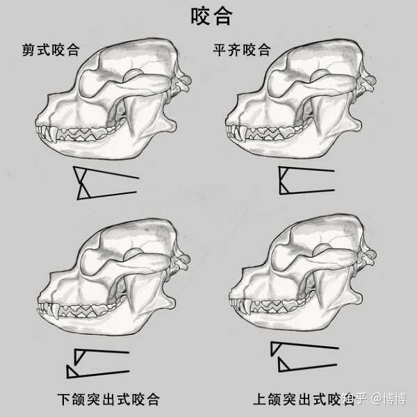 上,下牙列的相互位置关系",即咬合的基本是指"在安静咀嚼时,下巴处在