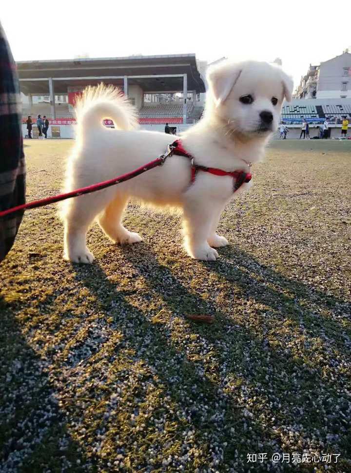 中华田园犬的颜值可以多高?