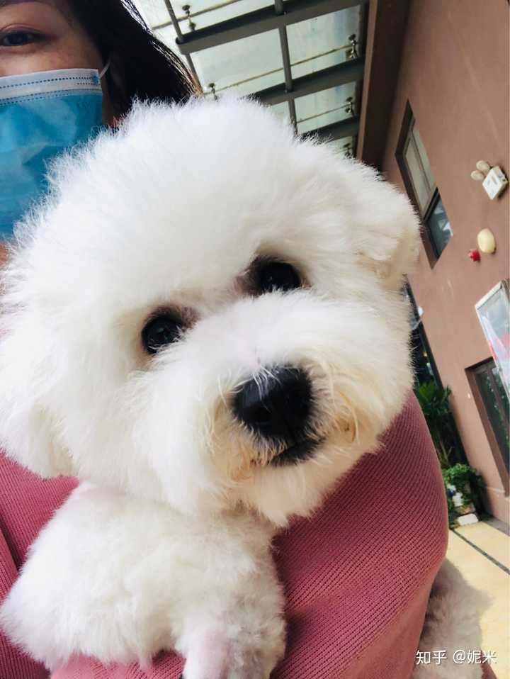 为什么我家的比熊辣么丑.