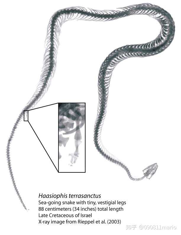 或者蛇也有远古原始蛇?